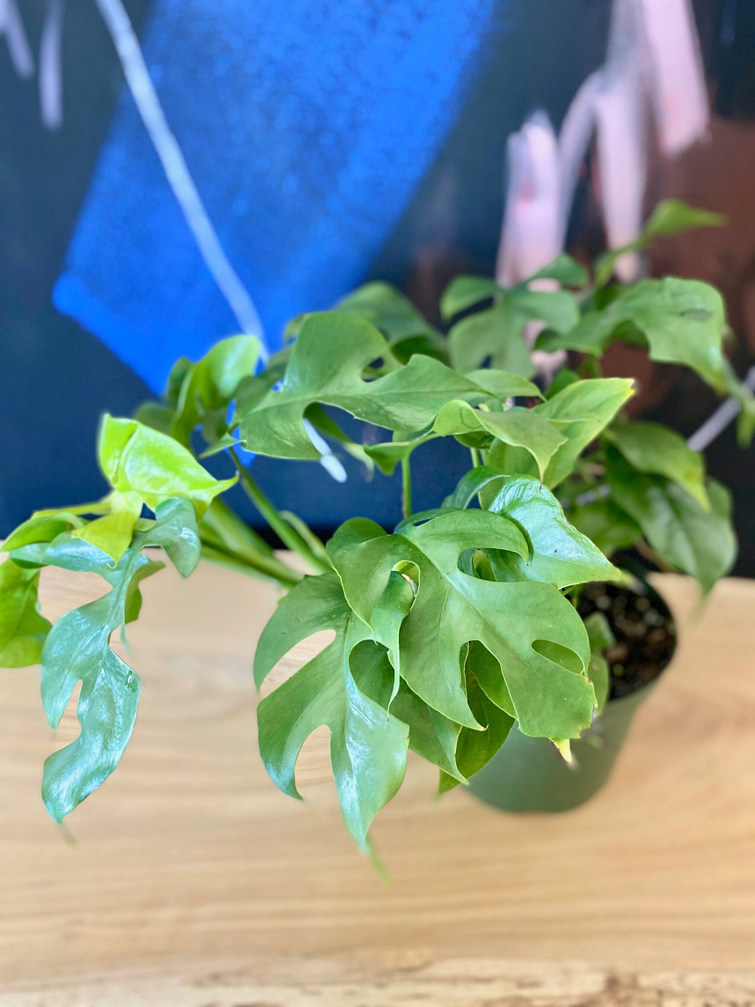 Rhaphidophora Tetrasperma, Monstera Minima — The Tender Gardener